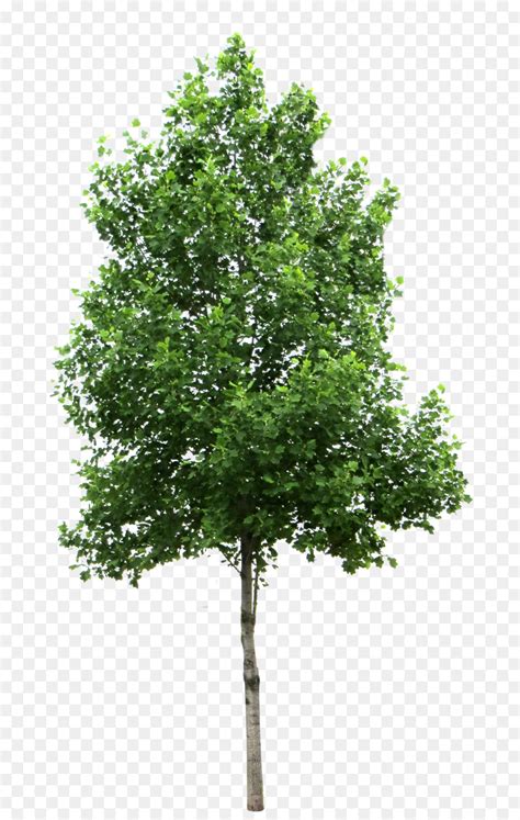 Tree Clip Art Vector Png Tree Png Download 1024678 Free