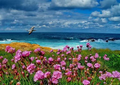 Scent Of Coastal Flowers Wallpaper Landscape Photography Ocean