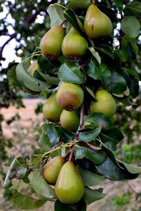 How To Grow Pear Trees Growing Pears In Pots Pears Care Naturebring