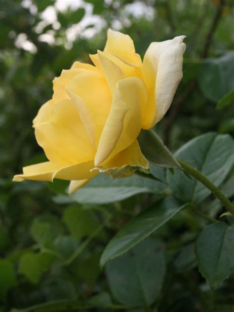 Yellow Miniature Rose Brandon Moeller