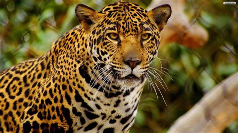 Jaguar Está En Mayor Peligro De Extinción A Lo Previsto Unam