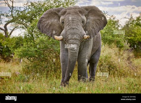 Aggressive Old Male African Bush Elephant Loxodonta Africana Stock