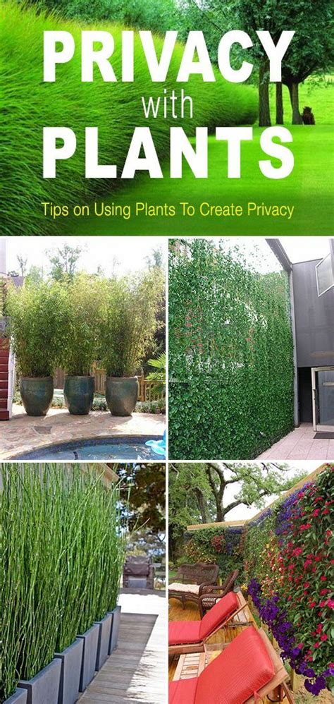 You Can Create Privacy With Plants Heres A Set Of Tips And Ideas On