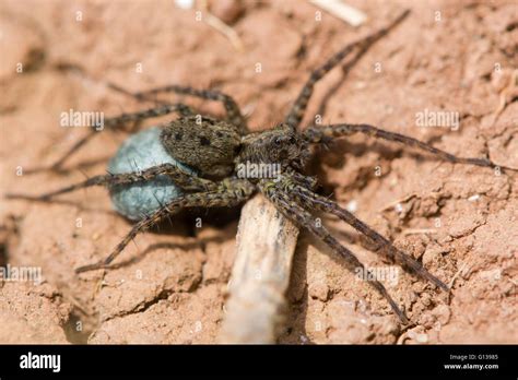 Wolf Spider Pardosa Sp Female With Egg Sac Blue Silk Containing