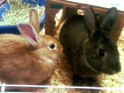 Rabbit Population Explodes In Washington Area Neighborhoods The