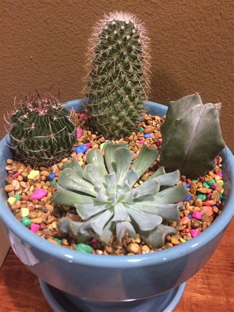 First Try At A Cacti Flower Pot Cactus Flower Flower Pots Succulents