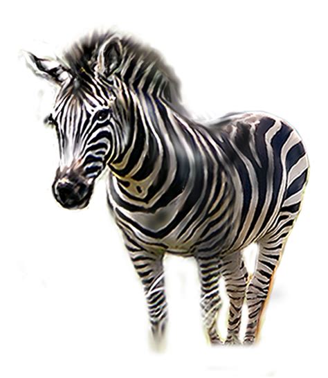 Free Zebra Clipart Png Download Free Zebra Clipart Png Png Images Images