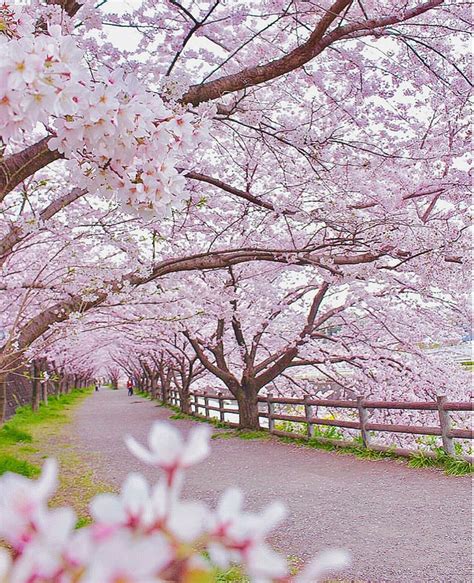 Sakura Spring Scenery Beautiful Nature Beautiful Landscapes