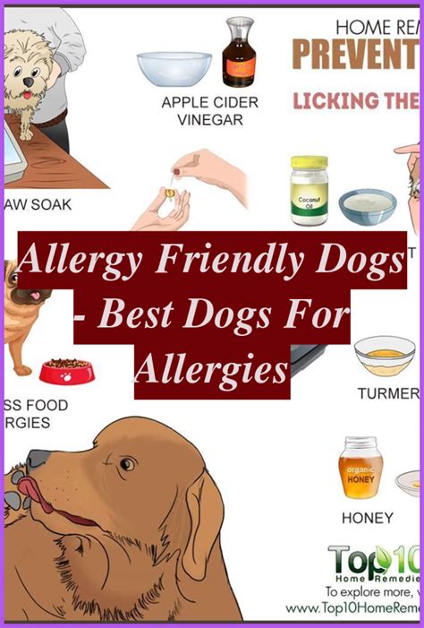 √ Dog Seasonal Allergies Home Remedies Sneezing Jrf