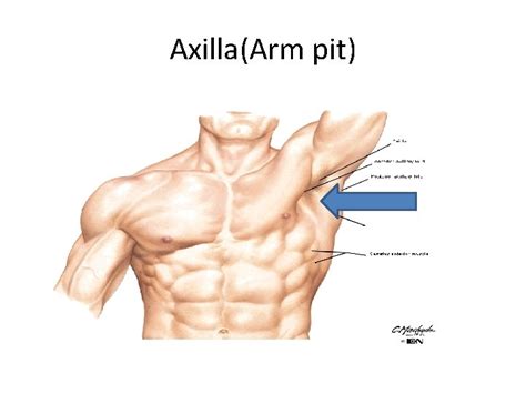 Anatomy Of The Axilla Dr Rania Gabr Objectives