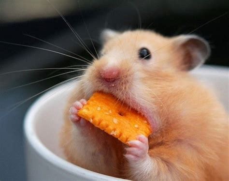 Hamsters And Cheezits Cute Animal Photos Cute Animals Funny Animal