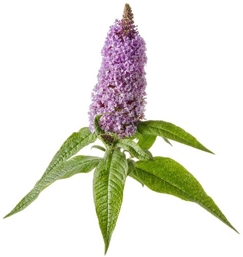 We did not find results for: Pugster® Amethyst - Butterfly Bush - Buddleia x | Proven ...