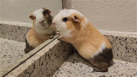 Guinea Pig Discovers The Mirror Youtube