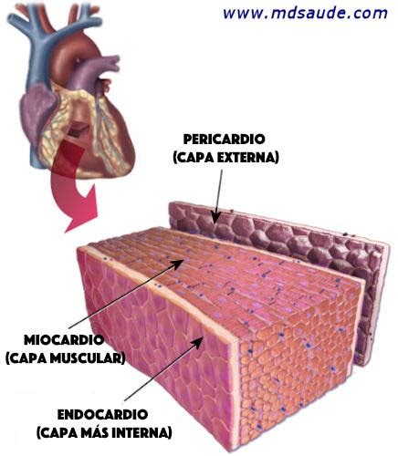 Miocarditis Síntomas Causas Y Tratamiento Mdsaúde