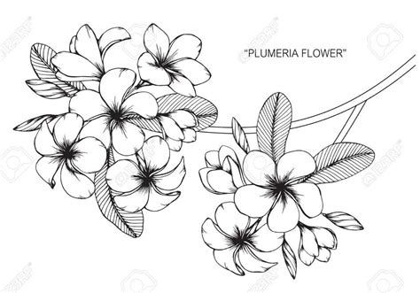 Pin by Kristina Reynolds Haney on Botanical Black/White Illustrations