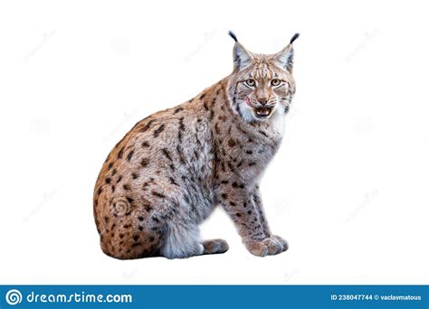 Lynx Isolated On White Background Eurasian Lynx Lynx Lynx Sits On