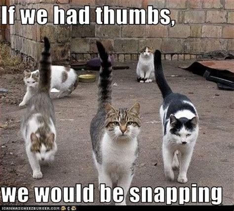 If Cats Had Thumbs We D Be In Trouble Funny Cat Pictures Cat Pics