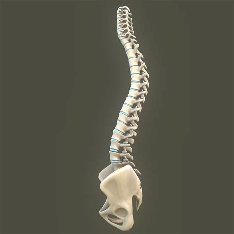 Spine Anatomy Spinal Column Cranium 3d Model Cgtrader
