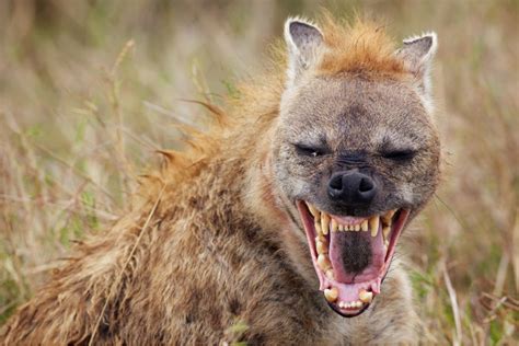 Hiena O Cão Selvagem Africano Hiena Listrada Png Transparente Grátis