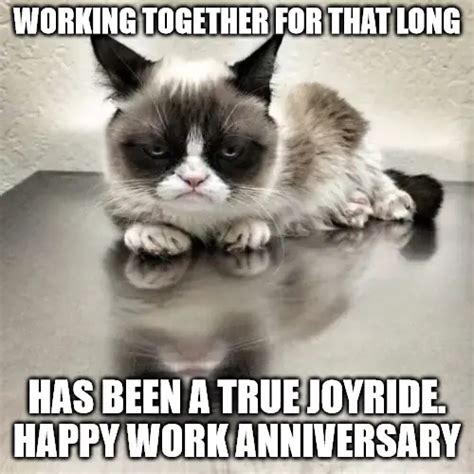Happy Work Anniversary Cat Meme Images And Photos Finder