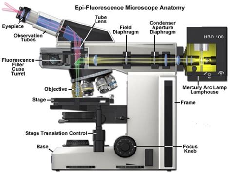 Fluorescence Microscope Working Principle Studiousguy