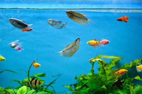 Rekomendasi Ikan Hias Yang Mudah Dipelihara Untuk Koleksi Di Akuarium