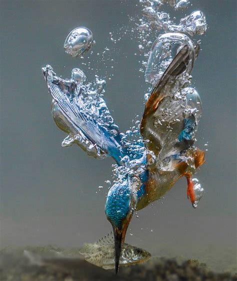 Diving Kingfisher Photo By Tariqlabrijn Muhteşem Yaratıklar Evcil