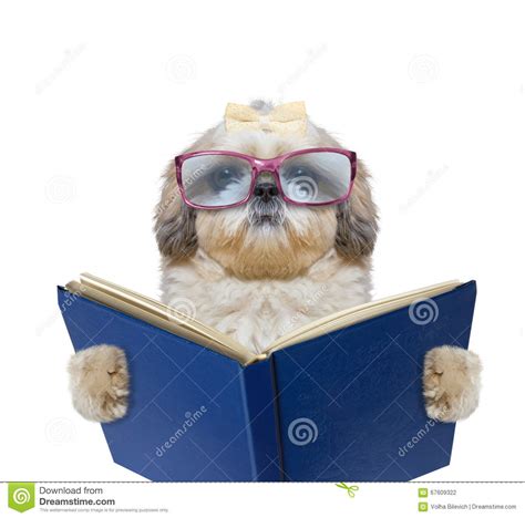 Dog With Big Funny Glasses Is Reading A Book Stock Photo