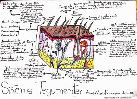 Sistema Tegumentar Mapa Mental Anatomia I