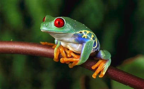 Wallpaper Id 670583 Frog 1080p Animals Amphibian Red Eyed Tree