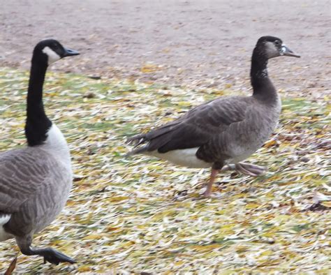 Bird Hybrids Greylag Goose X Canada Goose