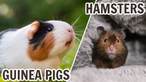 Guinea Pigs Vs Hamsters Youtube