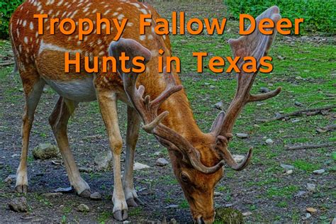 Trophy Fallow Deer Hunts In Texas Hunt Fallow Deer And Get Your Trophy