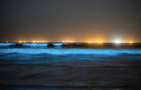 A Huge Red Tide Is Bringing A Spectacular Display Of Bioluminescence To