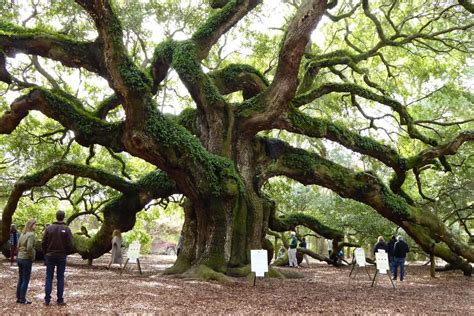 Visiting The Angel Oak Tree In Low Country More Time To Travel