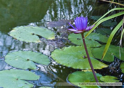 Jardin botanico nacional de la republica dominicana, una excursion virtual al jardin botanico para saber mas sobre plantas endemicas nacionales el jardín inaugurado en el año 1976, es de los más grandes del caribe. JAG Diseño y Fotografía : Jardín Botánico Nacional de ...
