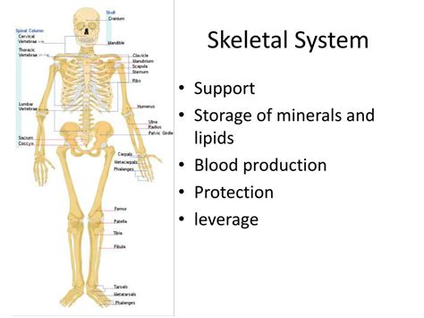 Bbc Ks3 Biology Skeletal And Muscular Systems Revision 1 1c4
