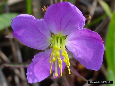 Lavender chiffon (hibiscus) live shrub, light purple flowers, 1 gallon. Blue Florida wildflowers, Page 1 of 3
