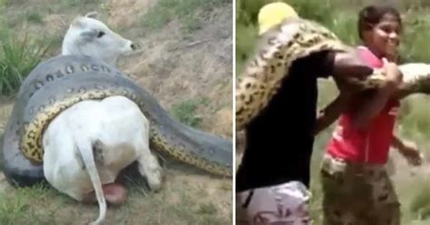 Giant Anaconda Eats Pregnant Cow Fp Elite Readers