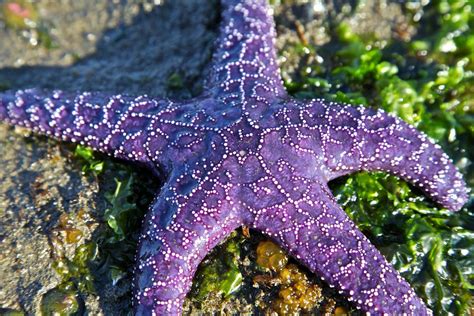 Purple Starfish Beautiful Sea Creatures Starfish Starfish Tattoo