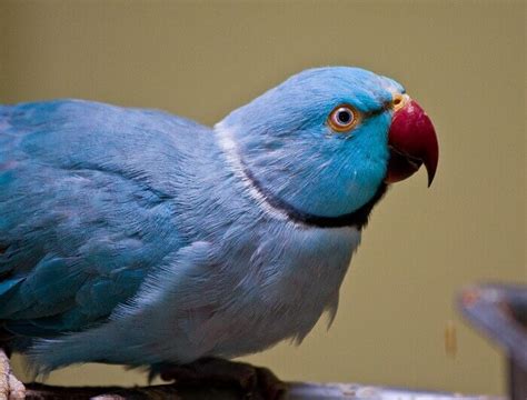 Top 70 Blue Bird Names Petpress