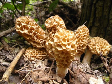 Mid Missouri Morels And Mushrooms The Magic Of The Mother Lode