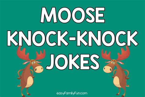 The Best Moose Knock Knock Jokes