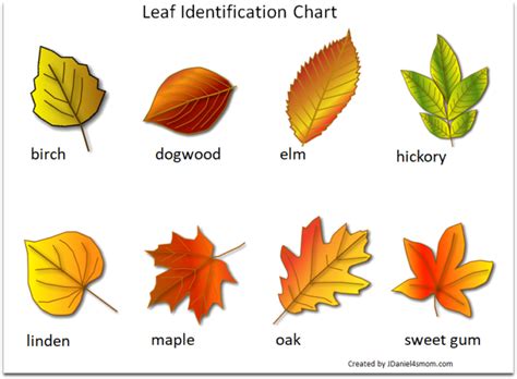 Printable Leaf Identification Chart And Cards Set Printable Leaves
