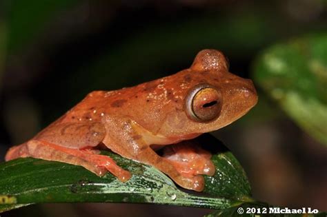 The Rainforests Of Borneo And Southeast Asia Frogs Of Gunung Serapi In