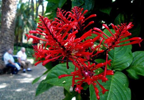 These showy flowers attract hummingbirds and several species of butterflies. Tropical Flowering Shrub: Odontonema strictum, Firespike
