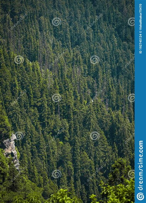 Asia S Most Dense Forest Green Valley Located In Kufri Shimla