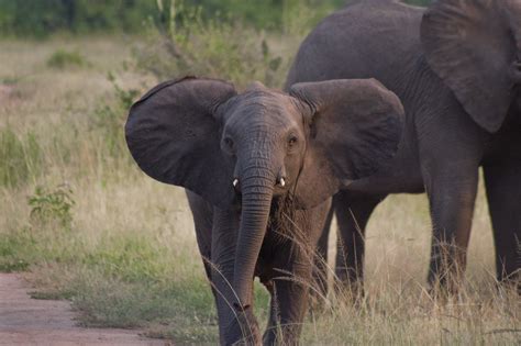 Visakha African Elephant Baby Latest Hd Imagespictures 2013