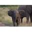 African Elephant Baby Latest Hd Images/Pictures 2013  Beautiful And