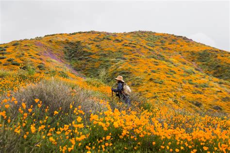 Opinion California Is Swooning Over A Heavenly Super Bloom Of